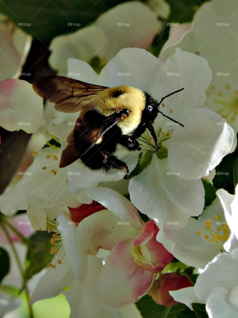 Busy Bee. A bee joined my flower session