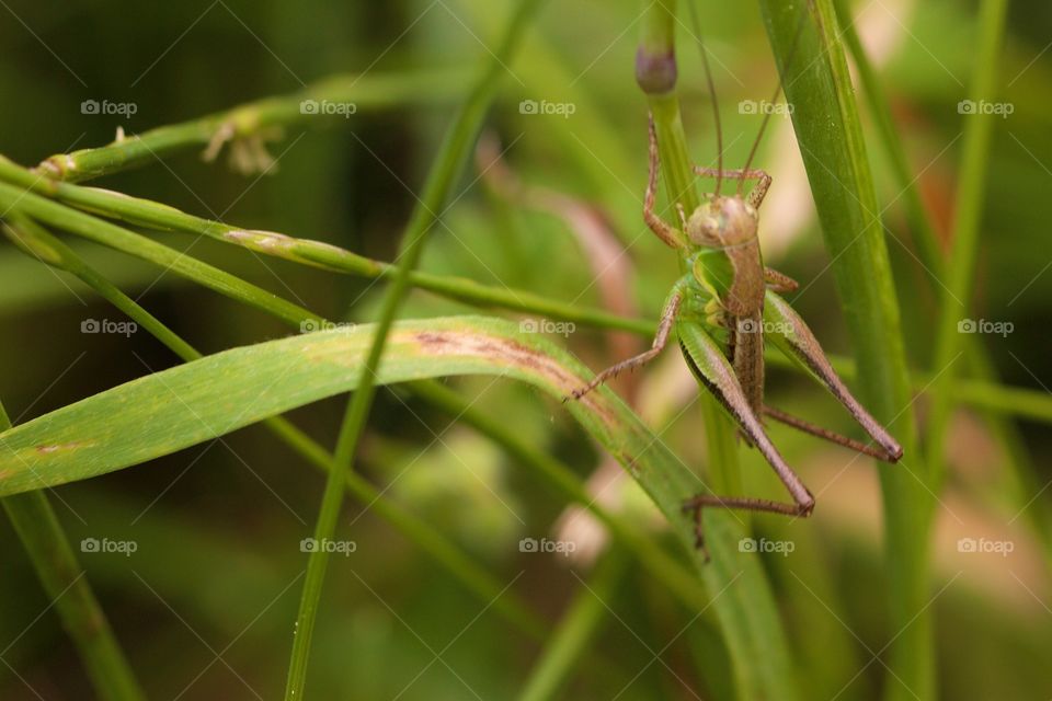 Grasshopper perching on grass