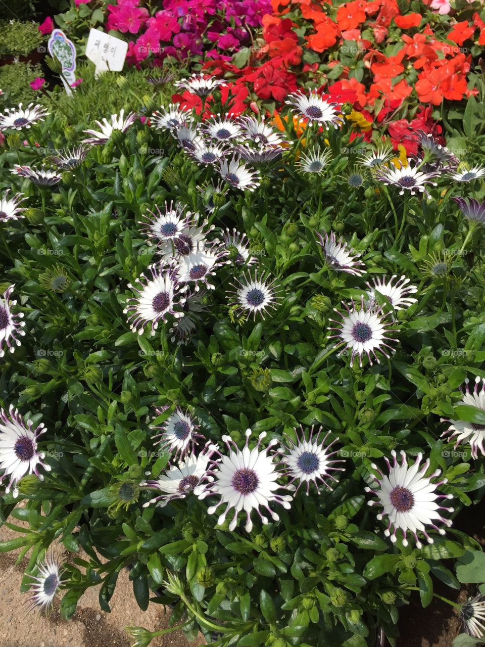 Multi colored flower at lawn