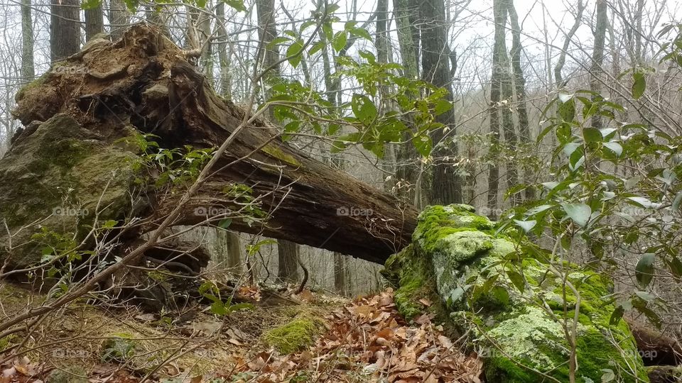 Fallen tree in forest scene