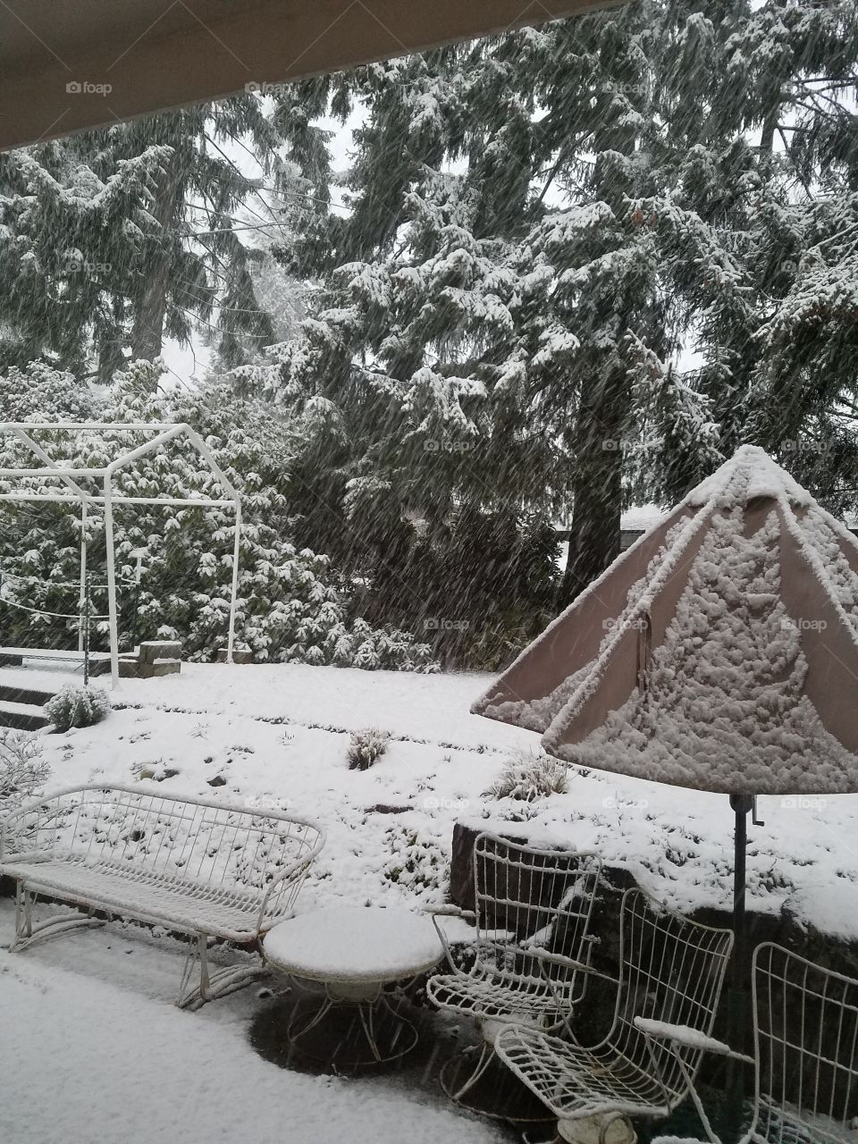 backyard snow fall