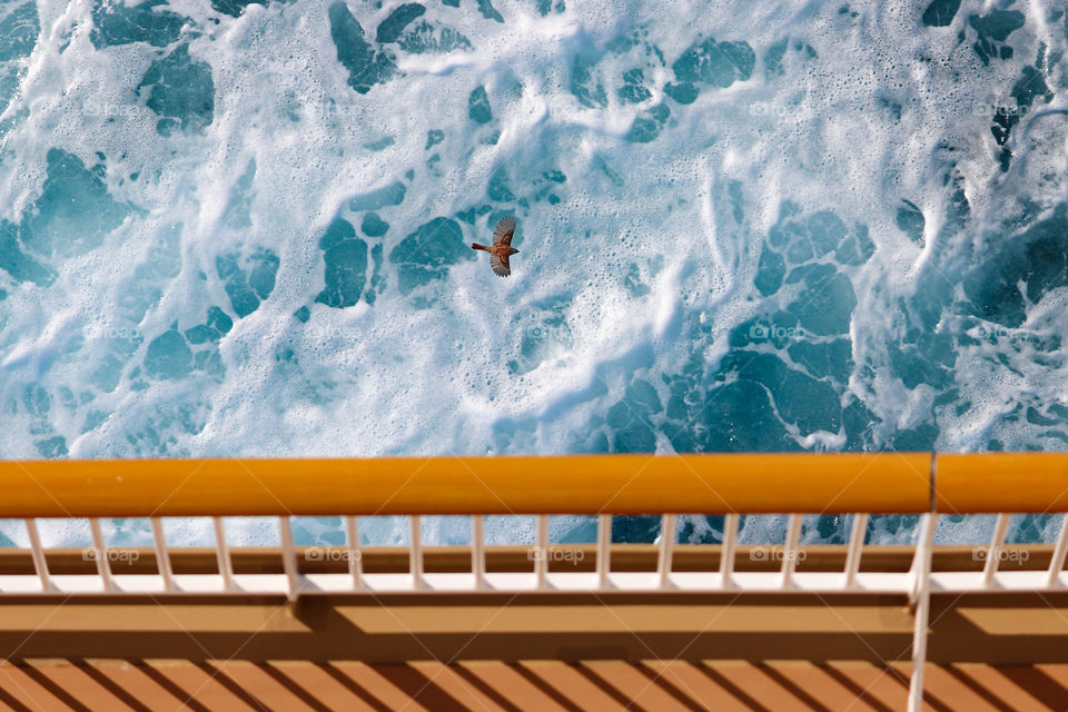 North for the Winter - A bird flies  alongside a cruise ship in the Atlantic heading from Bahamas to New York