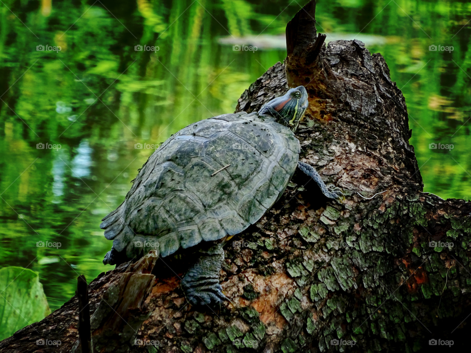 Turtle are sleeping on tree