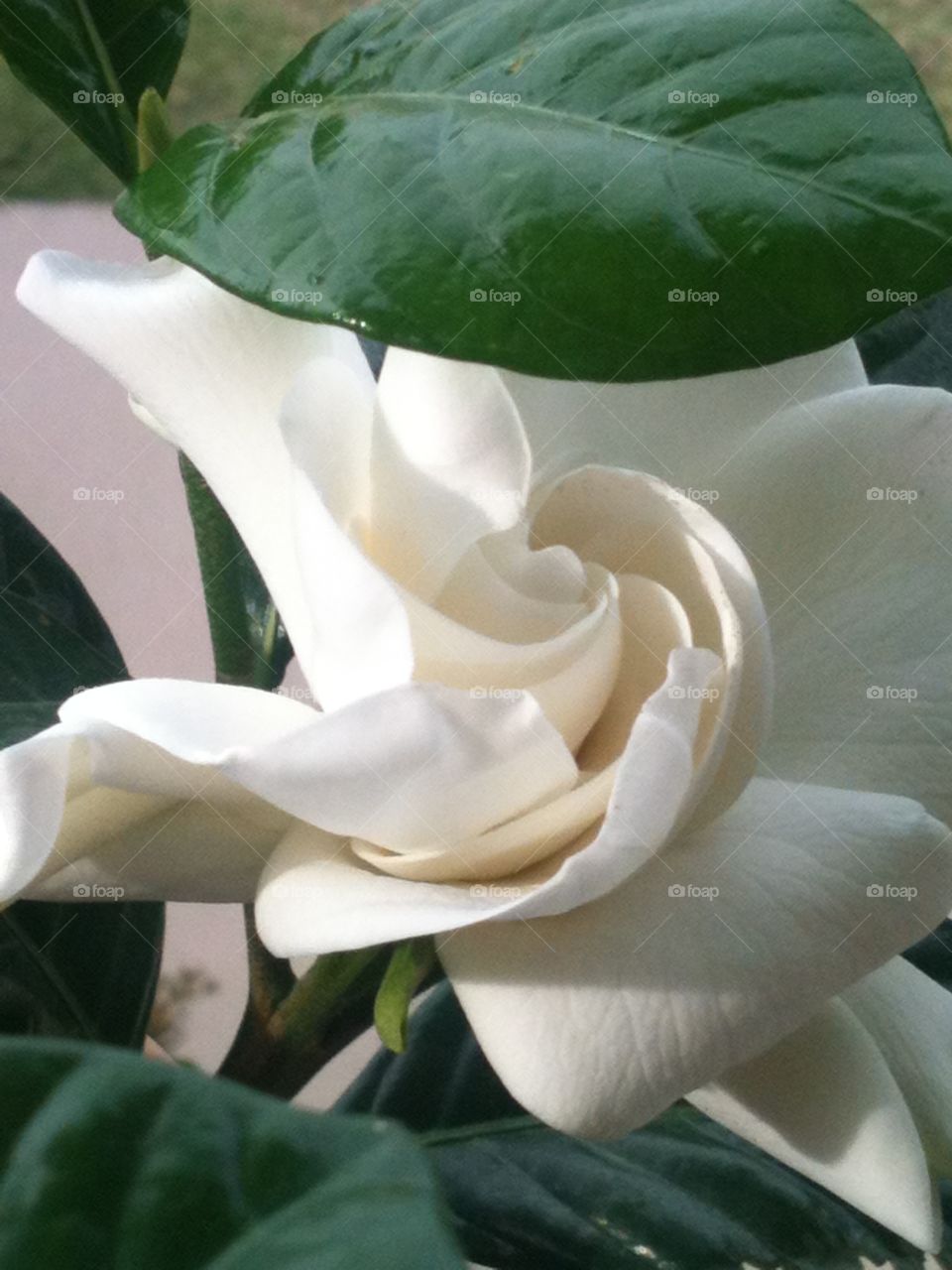 Flower. White Flower