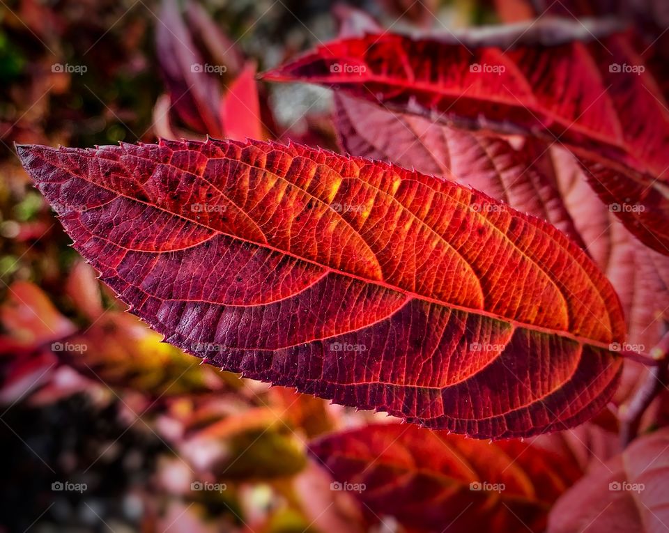 Leaf changing colors in the fall—taken in Valparaiso, Indiana 