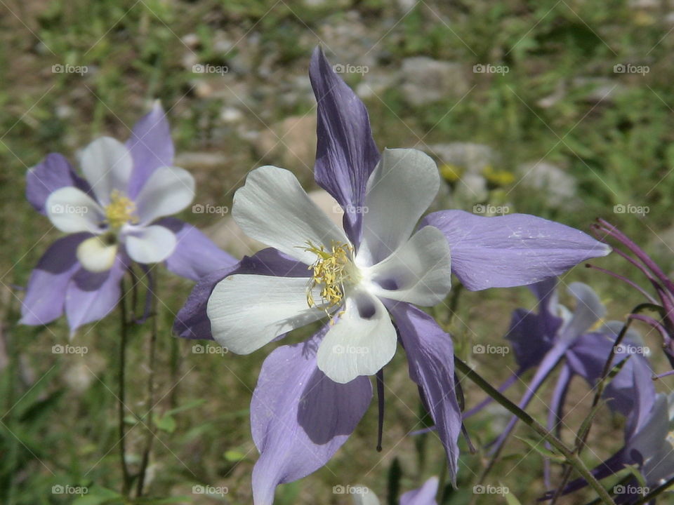 Columbine