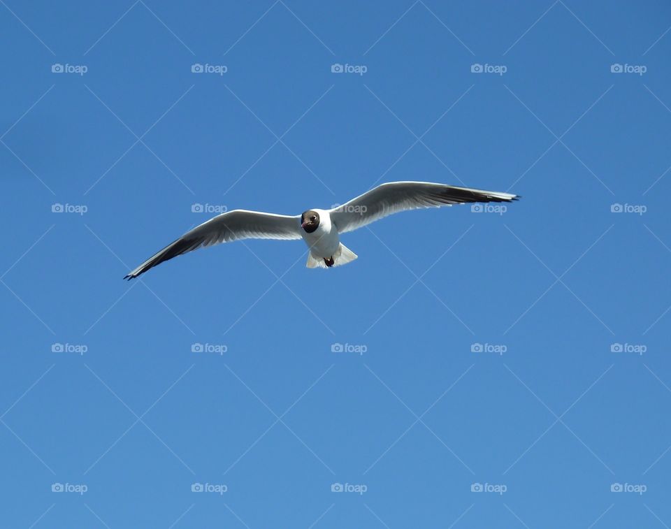 gulls over the river