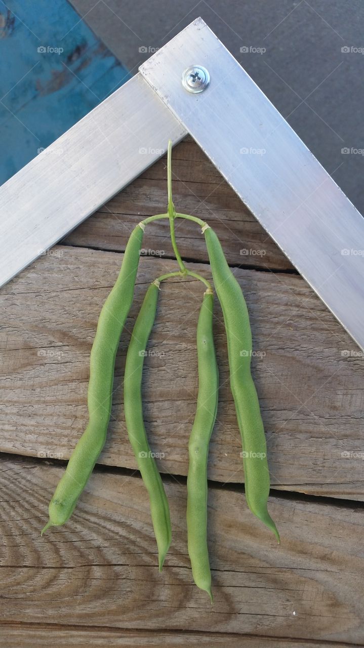 Headless Green Bean Man
