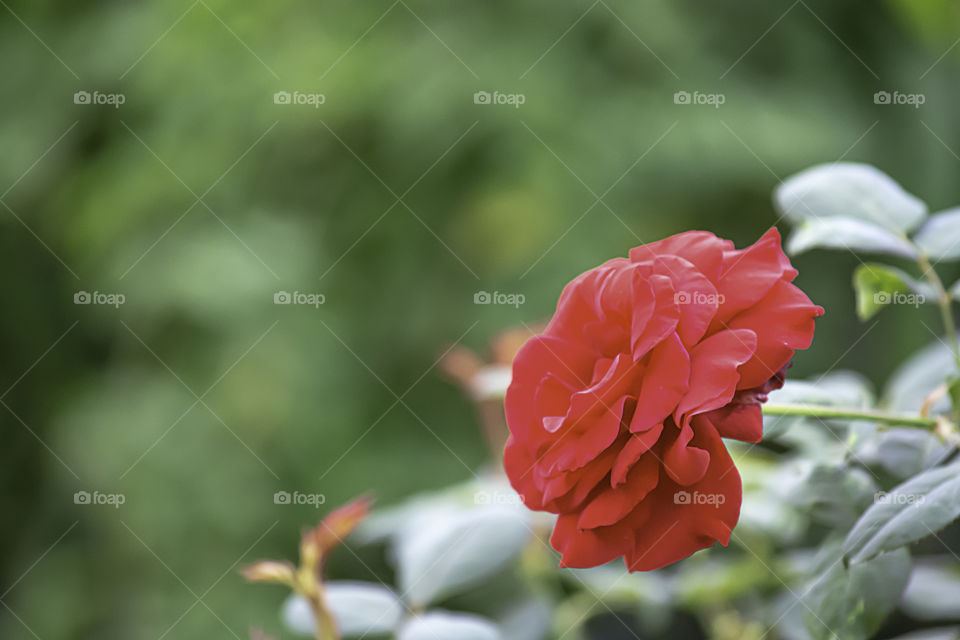 Red flower or Rosa hybrida Bright colors in garden.