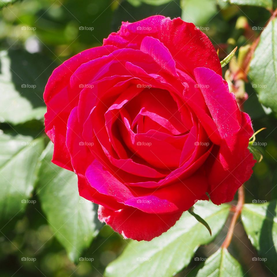 Red rose