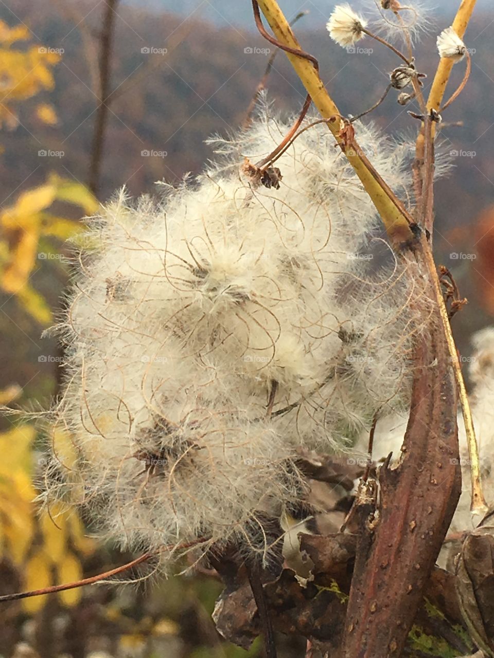 Wild plants 