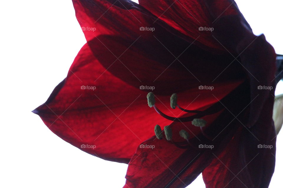 Amaryllis
