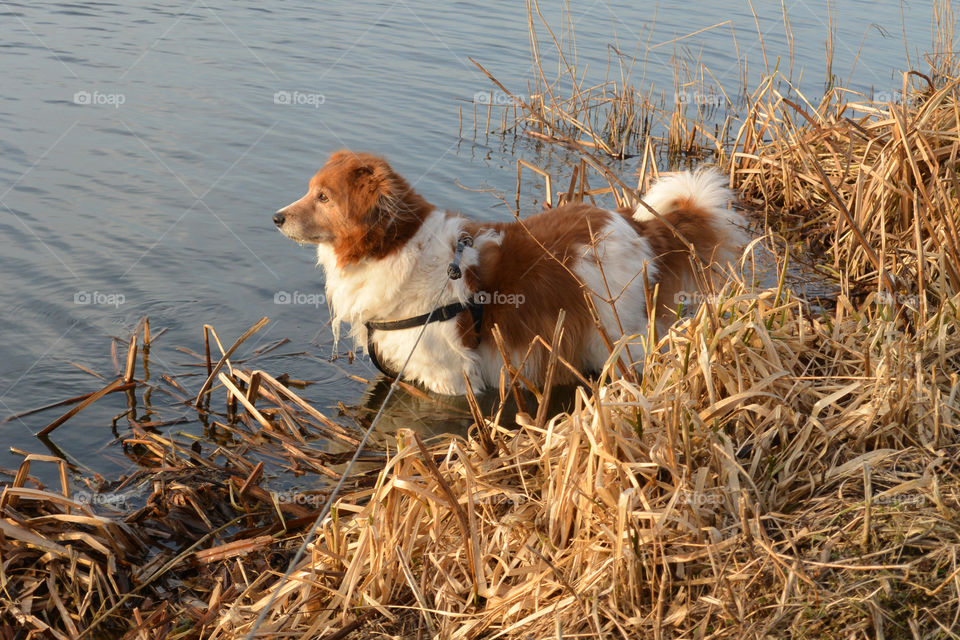 My pet Joy enjoying playing in the water