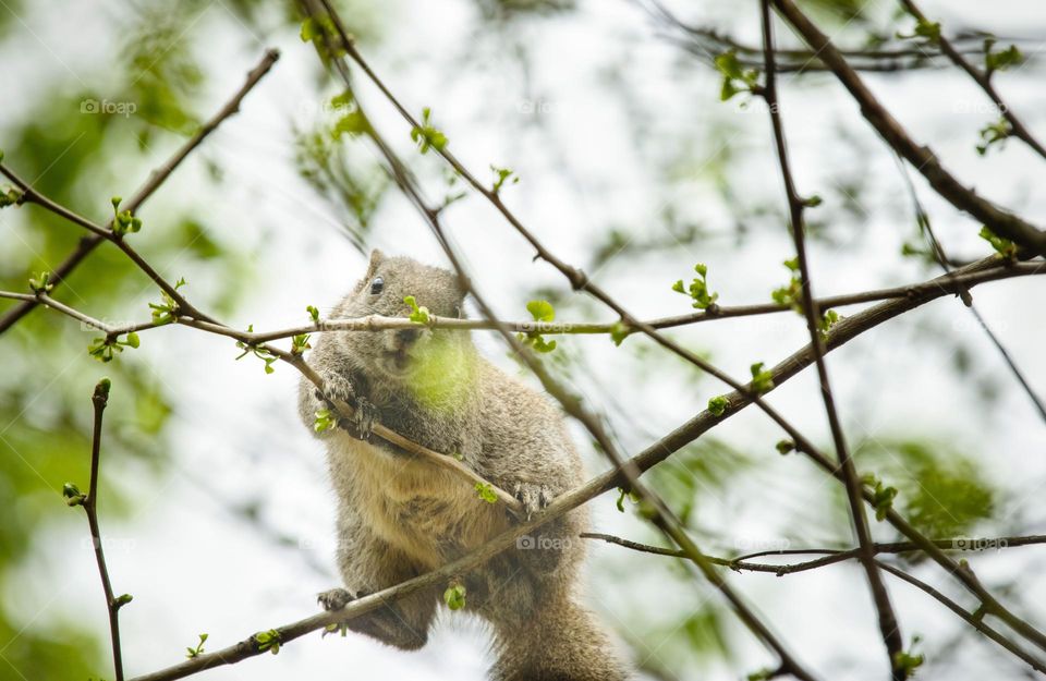 A fat squirrel