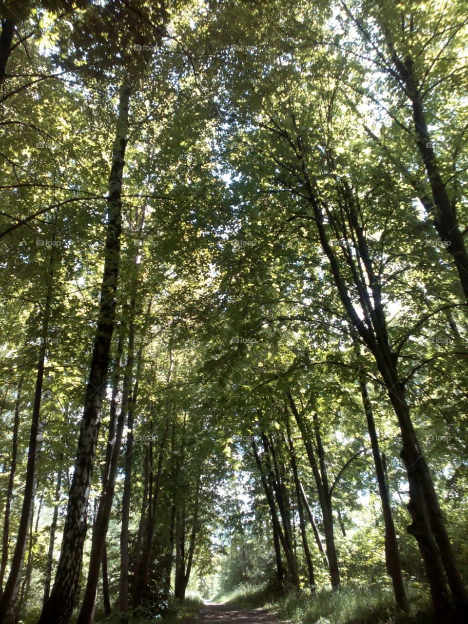 Wood, Nature, Leaf, Tree, Fair Weather