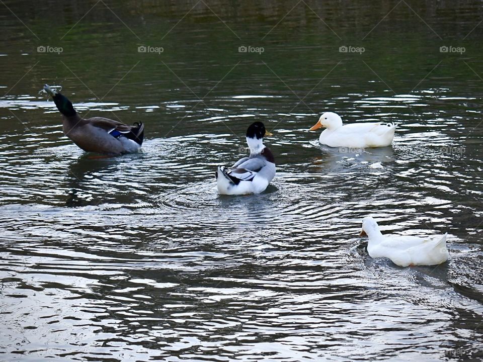 Four ducks playing on water lame