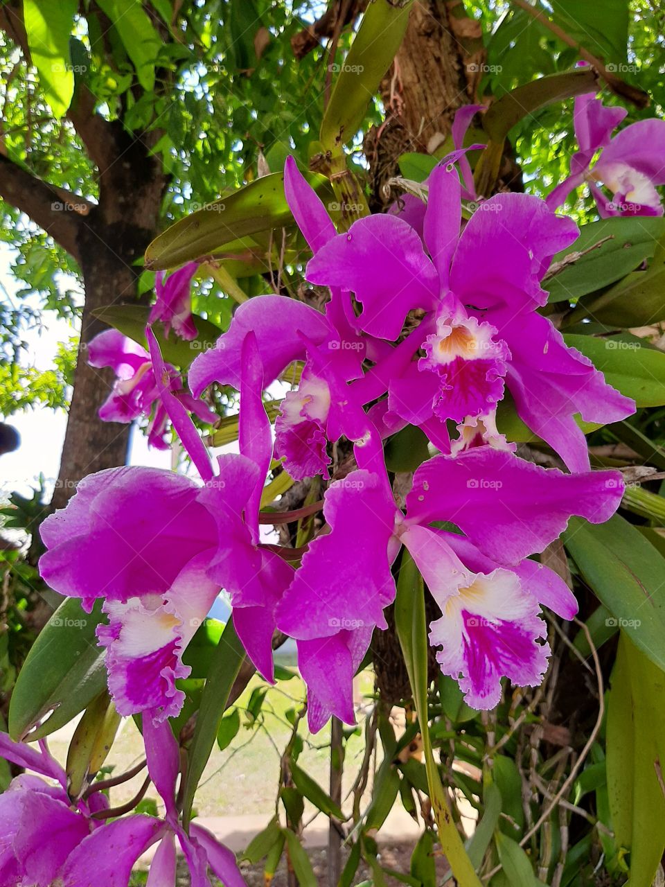 Essas orquídeas refletem a imensa beleza da espécie e suas cores fascinantes.