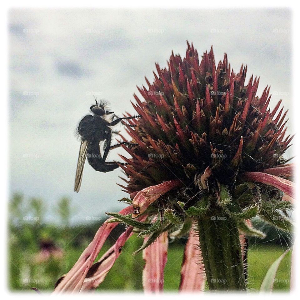 Robber Fly laying eggs in an echinacea.