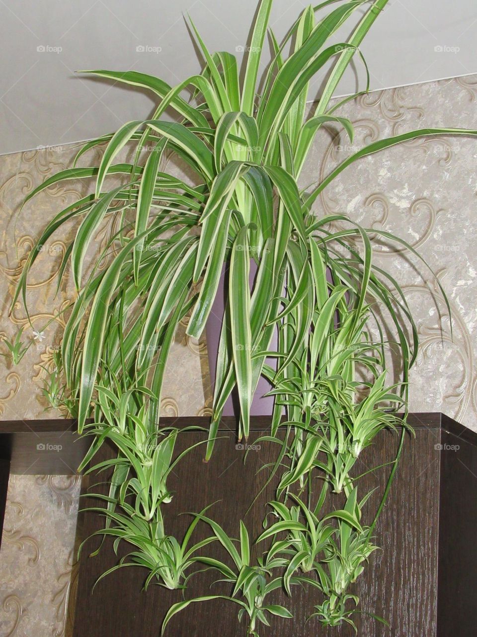 home plant, home flower chlorophytum, saturates the air with oxygen, pleases the eye
