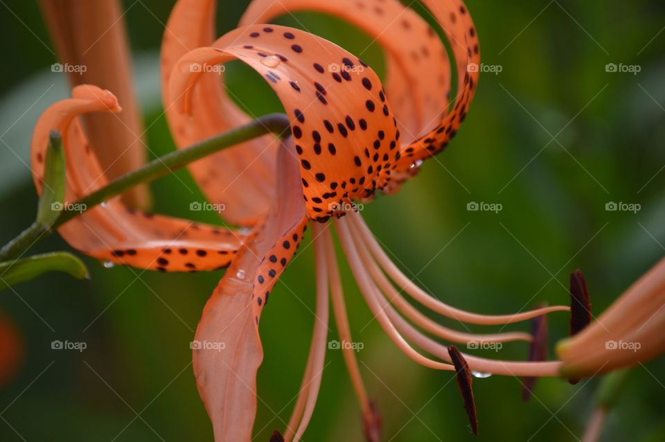 Really loving all the lilies I've came across! ❤️