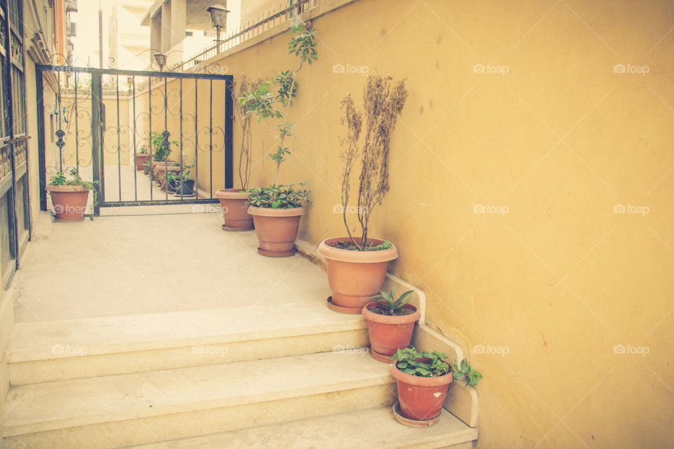 Roses and plants in pots in the hallway of our house.