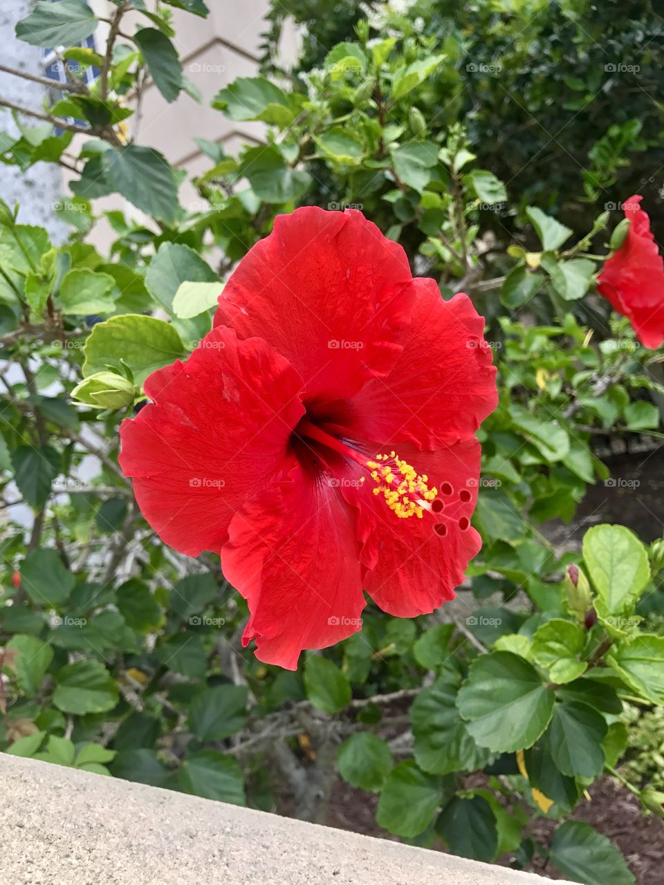 Hibiscus