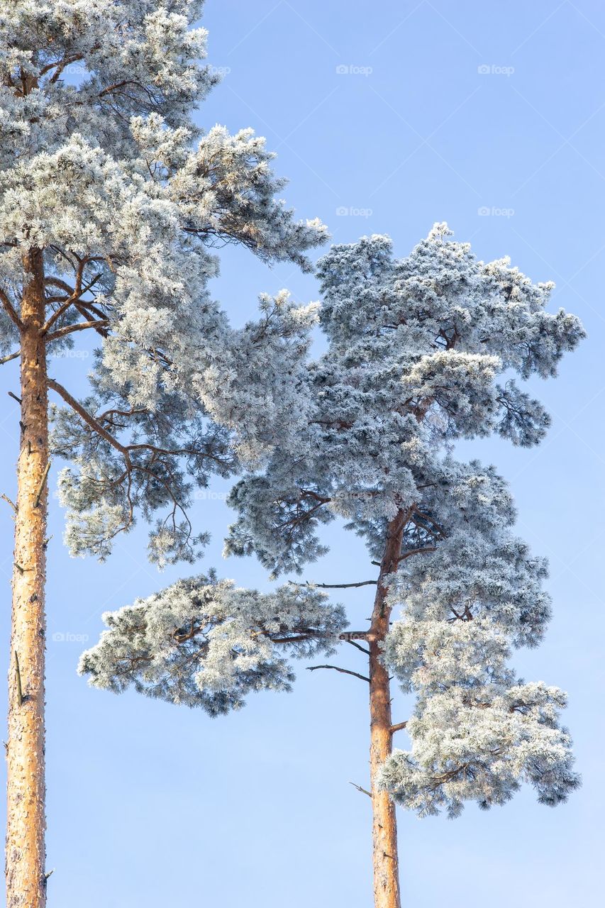 pine trees with snow in winter