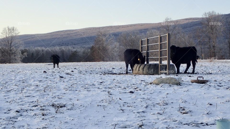 Black Angus Cows eating from truck tire trough on a snowy winter morning