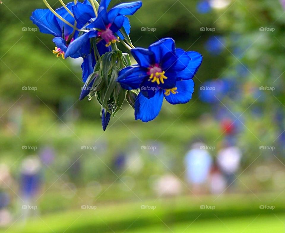 Blue flowers Victoria, British Columbia, Canada