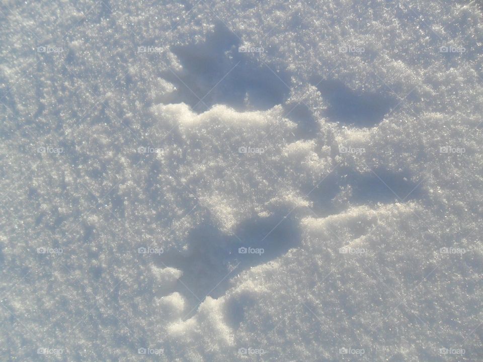 footprints of a squirrel on the snow