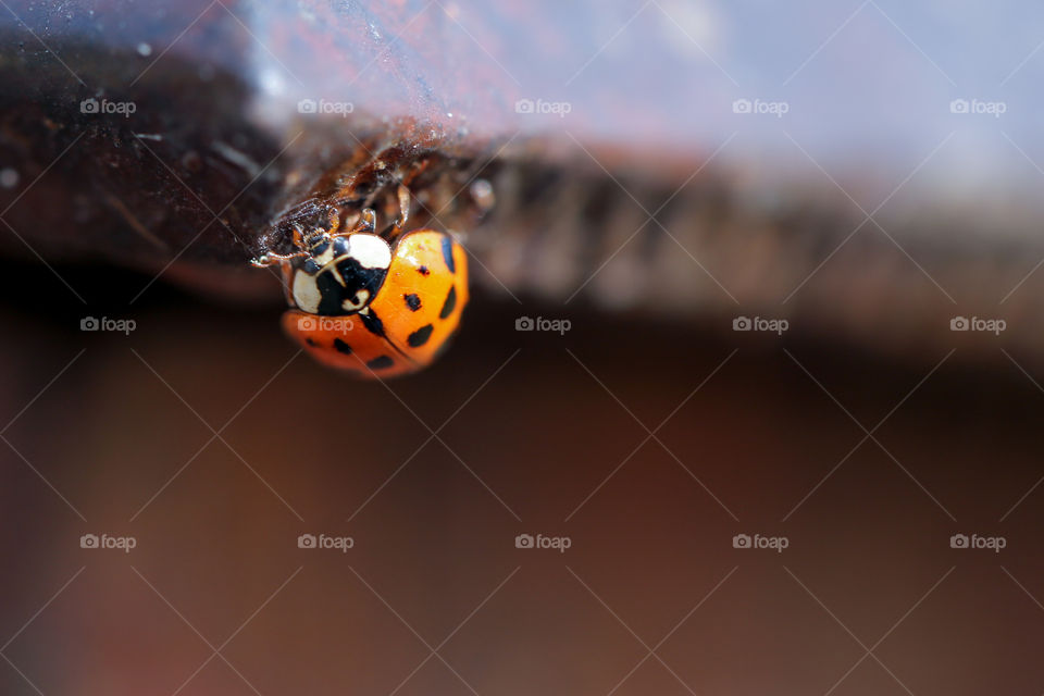 A cute ladybug on a fence