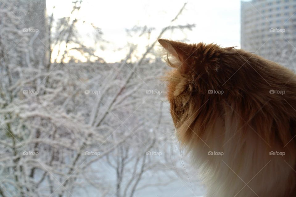 cat and snowy street winter time