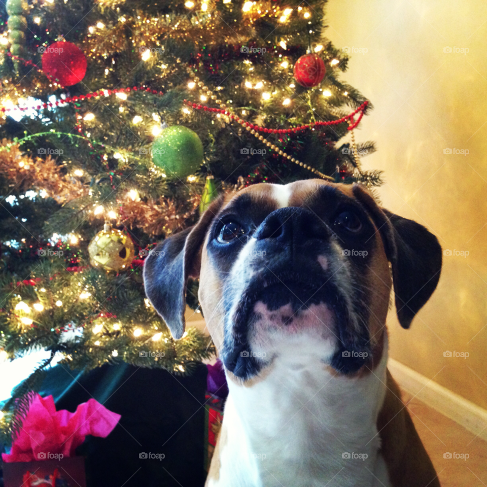 tree dog christmas pet by jmsilva59