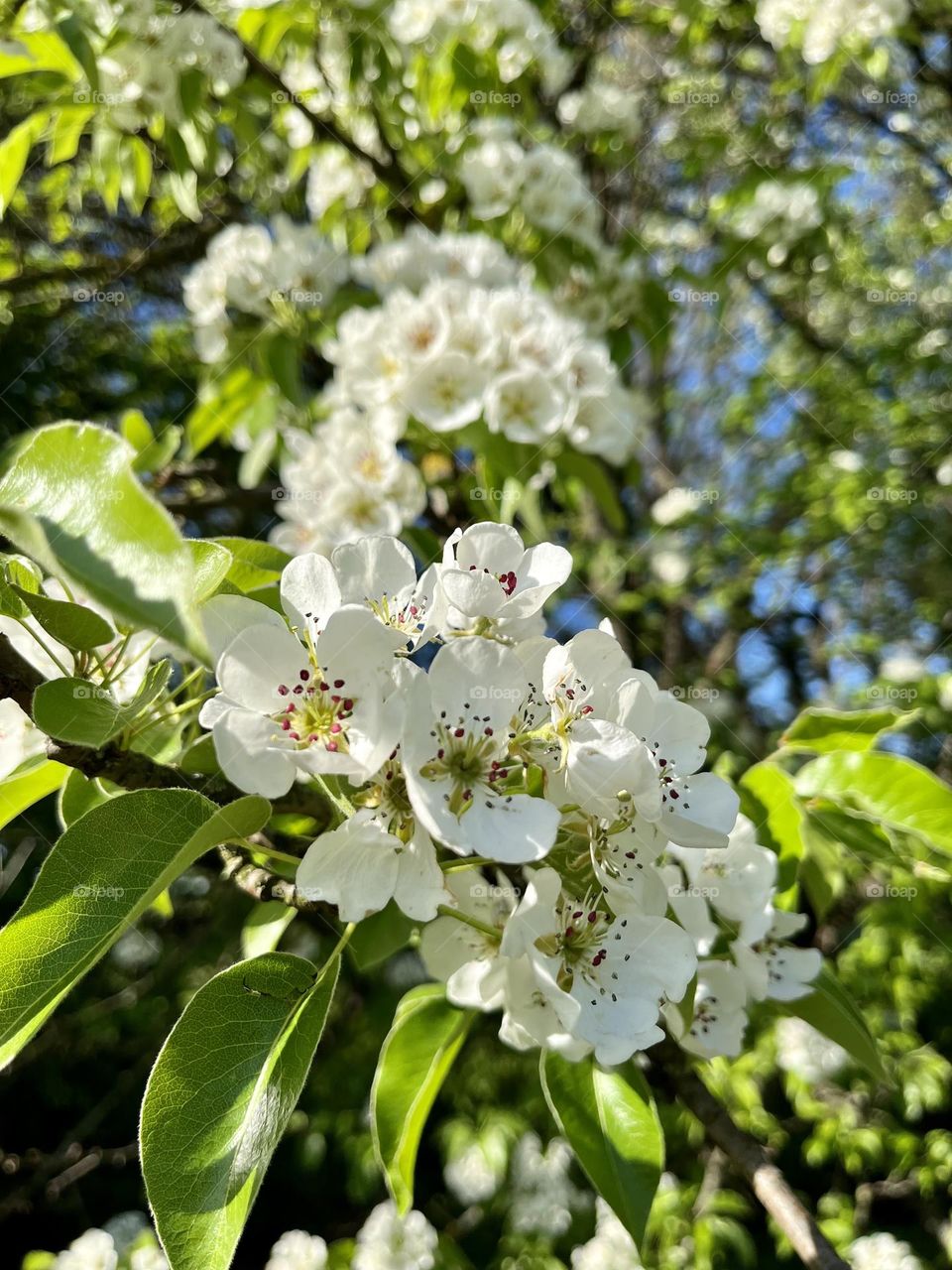 Spring white flowers 