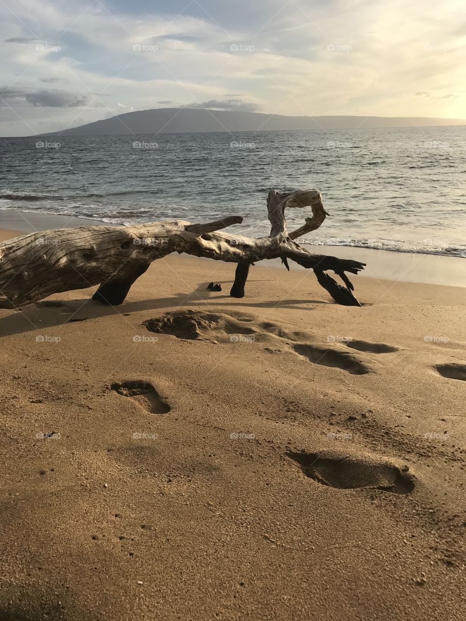 Log on Beach 
