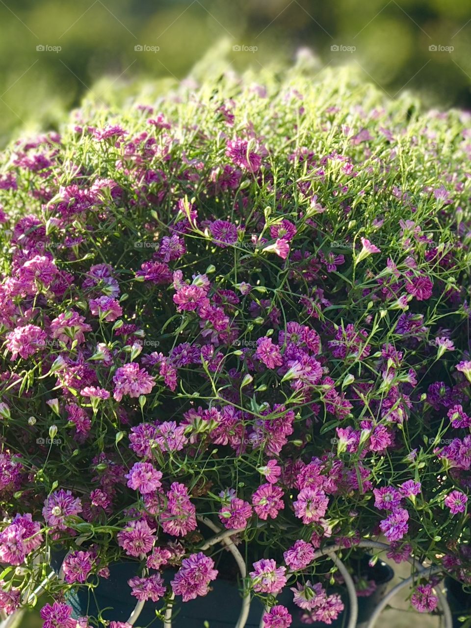 Pink / Purple summer flowers 