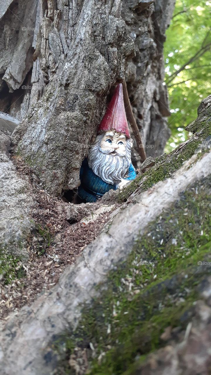 Tree Gnome