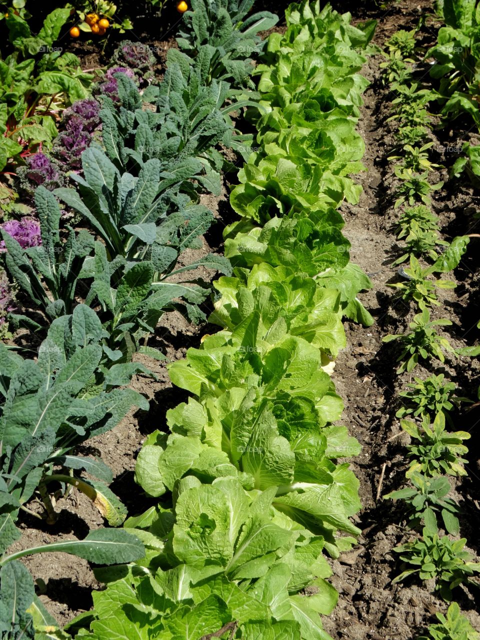 Home Vegetable Garden
