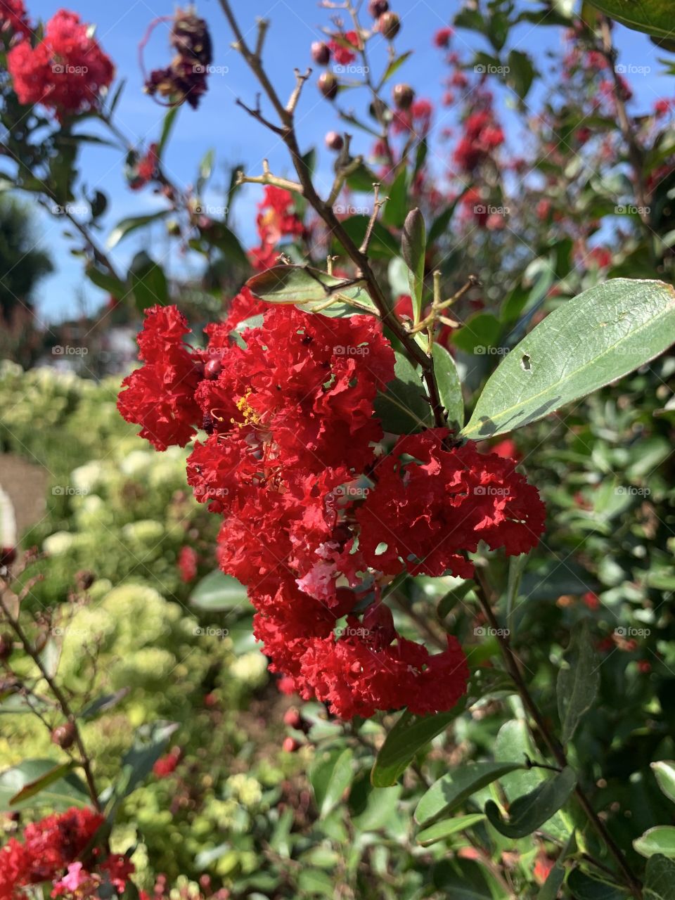 Beautiful flowers