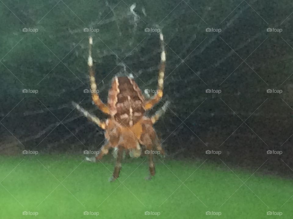 A simple garden spider suspended in its intricate web. So small, yet so ornate. Creation is amazing, yes?