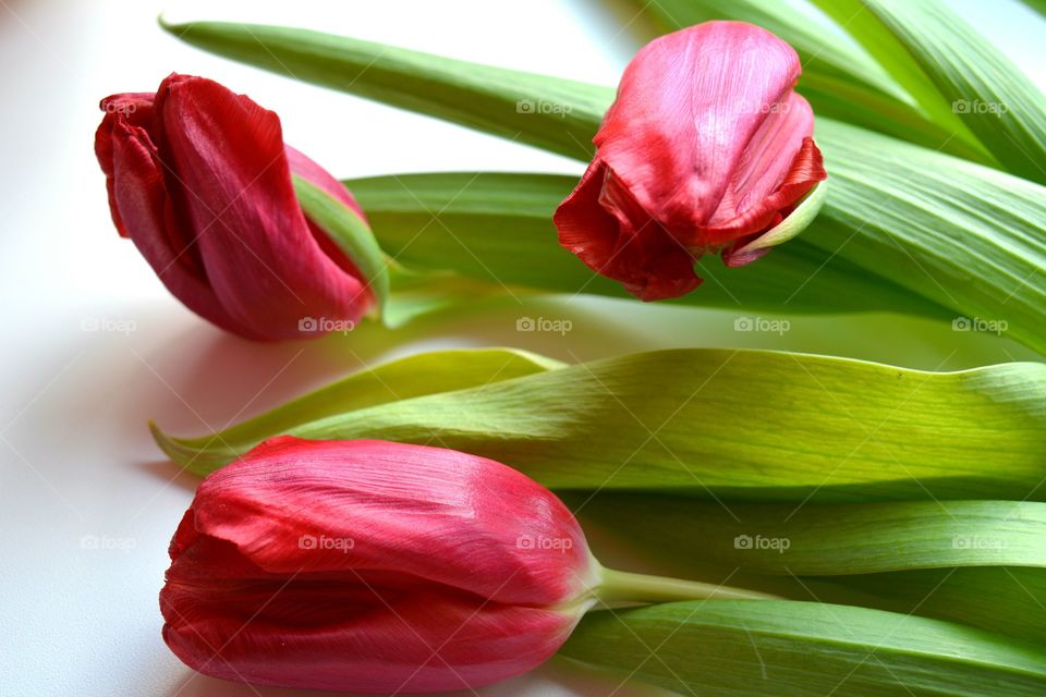 Tulip, Flower, Leaf, Nature, Flora