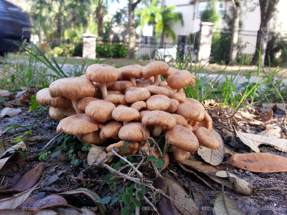 mushroom patch in lawn