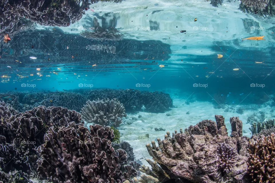 A shallow coral reef and sandy bottom reflected on the waters surface, in Raja Ampat, Indonesia. 