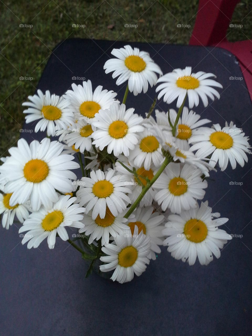 Daisys. Wildflowers