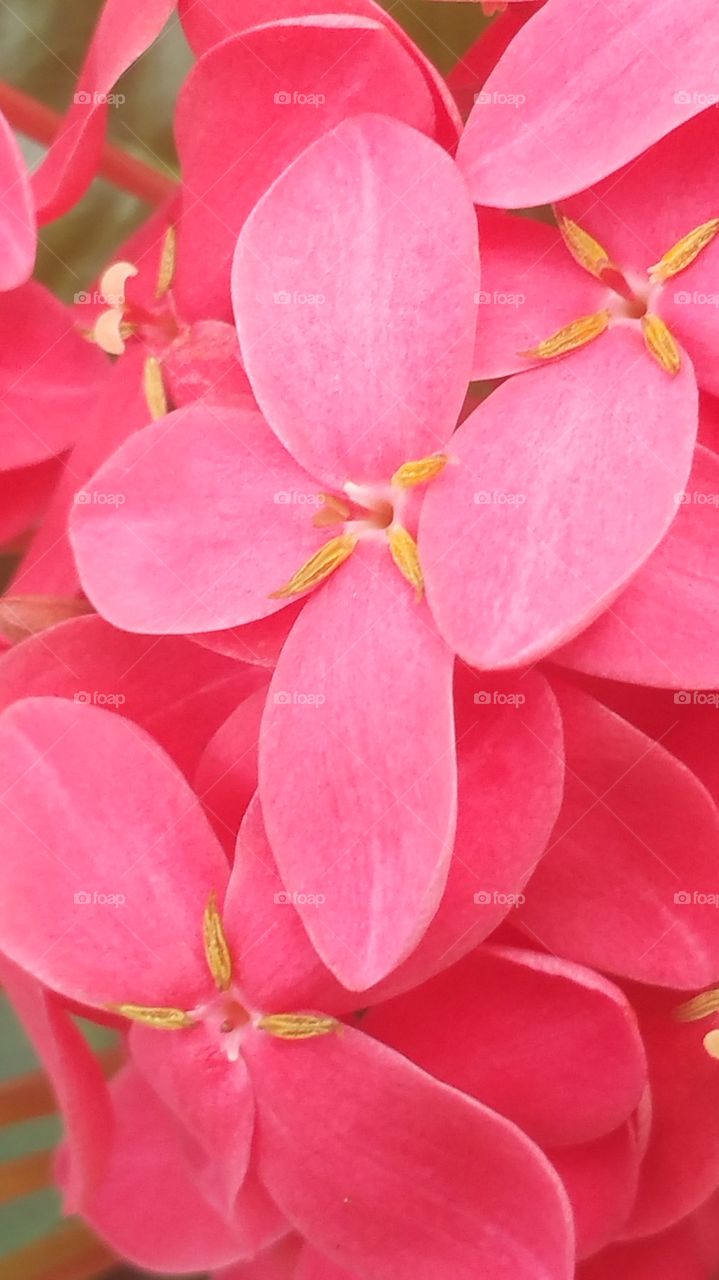 Ever Blooming Ixora Closeup