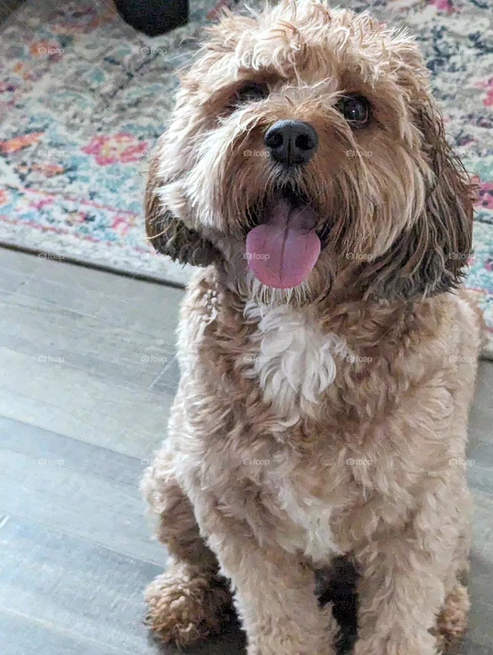Happy Puppy