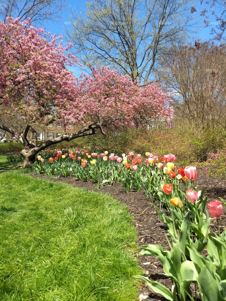 nmulticolored tulips in spring garden with delicate  pink blooms  of flowering cherry tree. Sherwood   Gardens in the  Guilford Community of Baltimore Maryland.  An Urban Oasis in a historic neighborhood of Maryland