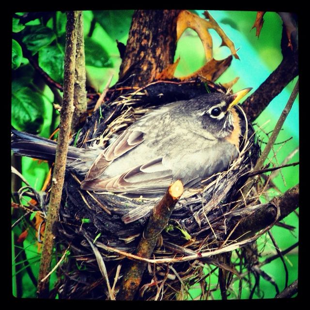 Bird