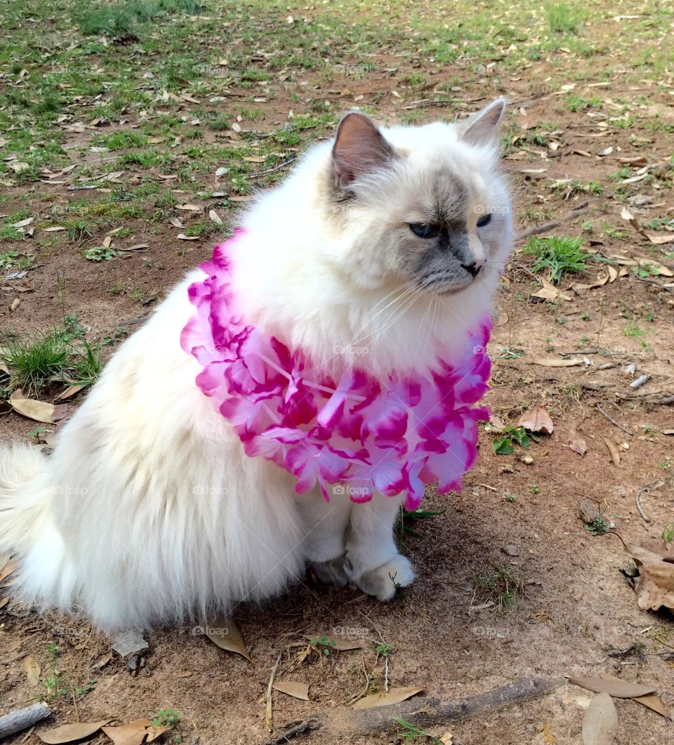 Cat with flowers