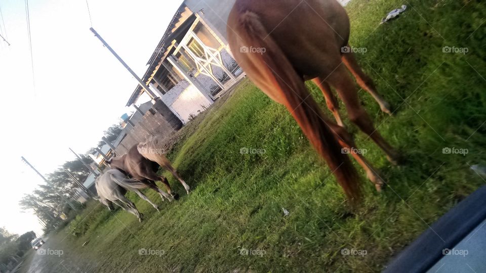 cavalo na praia dê Pinhal sul Brasil RS